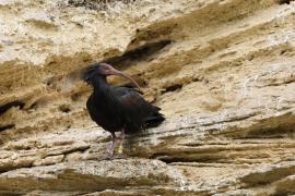Ibis grzywiasty - Waldrapp