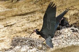 Ibis grzywiasty - Waldrapp