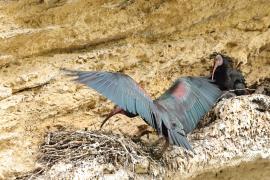 Ibis grzywiasty - Waldrapp