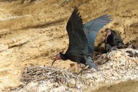 Ibis grzywiasty - Waldrapp