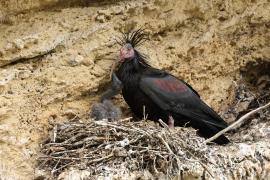 Ibis grzywiasty - Waldrapp