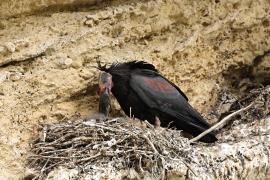 Ibis grzywiasty - Waldrapp