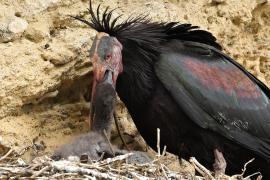 Ibis grzywiasty - Waldrapp