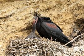 Ibis grzywiasty - Waldrapp