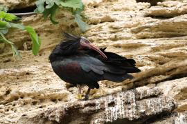 Ibis grzywiasty - Waldrapp