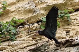 Ibis grzywiasty - Waldrapp