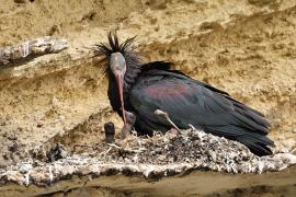Ibis grzywiasty - Waldrapp