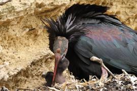 Ibis grzywiasty - Waldrapp
