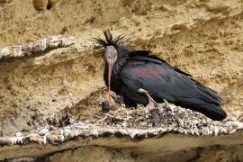 Ibis grzywiasty - Waldrapp