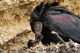 Ibis grzywiasty - Waldrapp