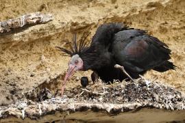 Ibis grzywiasty - Waldrapp