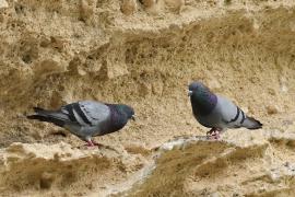 Gołąb skalny - Rock Pigeon