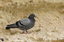 Gołąb skalny - Rock Pigeon