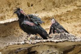 Ibis grzywiasty - Waldrapp