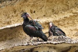 Ibis grzywiasty - Waldrapp