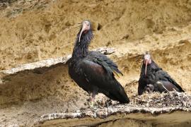 Ibis grzywiasty - Waldrapp