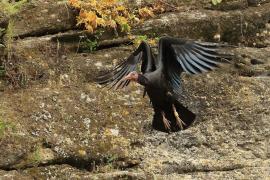 Ibis grzywiasty - Waldrapp