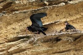 Ibis grzywiasty - Waldrapp