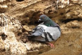 Gołąb skalny - Rock Pigeon