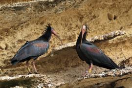 Ibis grzywiasty - Waldrapp