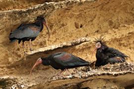 Ibis grzywiasty - Waldrapp