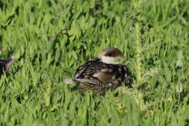 Marmurka - Marbled Teal
