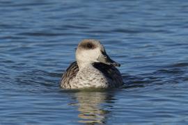 Marmurka - Marbled Teal