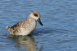 Marmurka - Marbled Teal