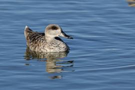 Marmurka - Marbled Teal