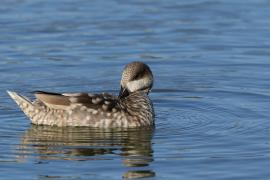 Marmurka - Marbled Teal