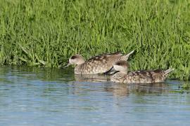 Marmurka - Marbled Teal