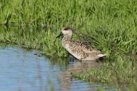 Marmurka - Marbled Teal