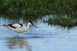 Szablodziób - Pied Avocet