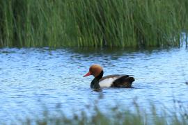 Hełmiatka - Red-crested Pochard