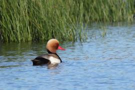 Hełmiatka - Red-crested Pochard