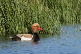 Hełmiatka - Red-crested Pochard