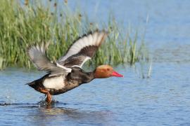 Hełmiatka - Red-crested Pochard