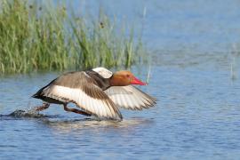 Hełmiatka - Red-crested Pochard