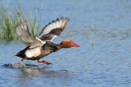 Hełmiatka - Red-crested Pochard