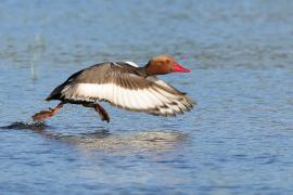 Hełmiatka - Red-crested Pochard