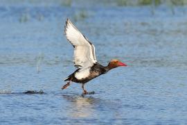 Hełmiatka - Red-crested Pochard