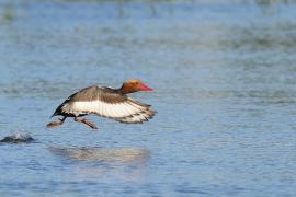 Hełmiatka - Red-crested Pochard