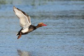Hełmiatka - Red-crested Pochard