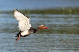 Hełmiatka - Red-crested Pochard