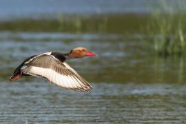 Hełmiatka - Red-crested Pochard