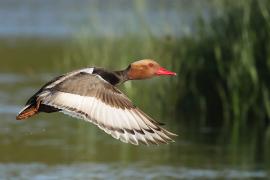 Hełmiatka - Red-crested Pochard