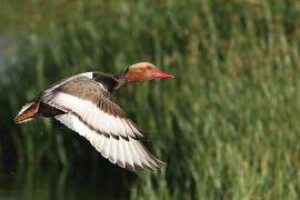 Hełmiatka - Red-crested Pochard
