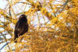 Szpak jednobarwny - Spotless Starling