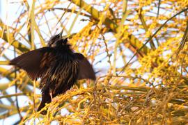 Szpak jednobarwny - Spotless Starling