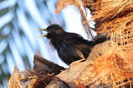 Szpak jednobarwny - Spotless Starling